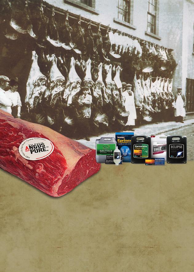 Christmas 2012 Treats Some angus pure on us! orpurchase selected Merial Ancare products this holiday season and receive a quality 100% NZ Pork Kiwi Ham.