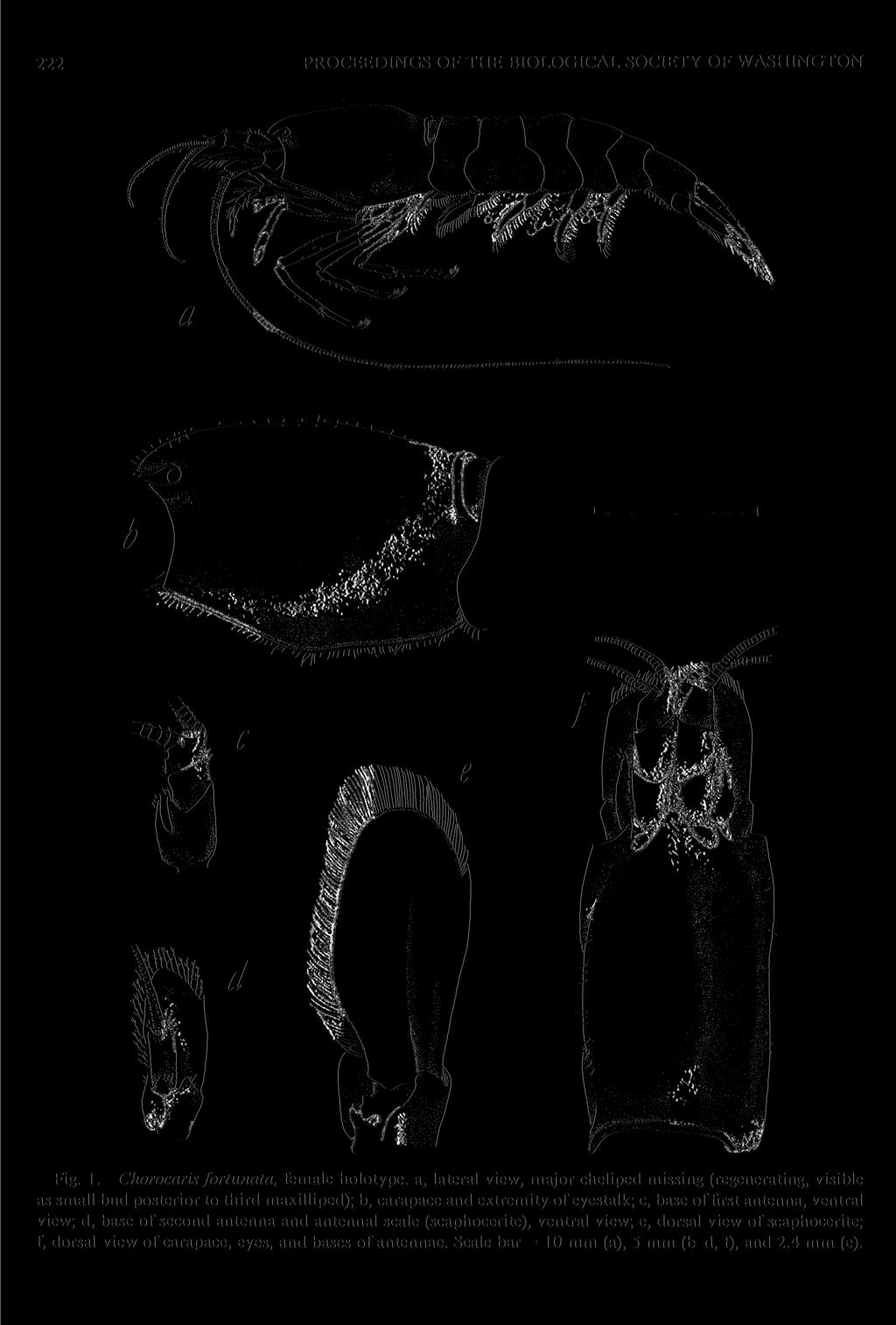 222 PROCEEDINGS OF THE BIOLOGICAL SOCIETY OF WASHINGTON c d Fig. 1. Chorocaris fortunata, female holotype.