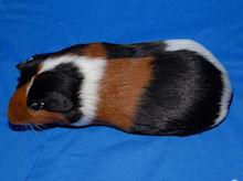 Some of the easiest ways to learn about different cavy breeds is