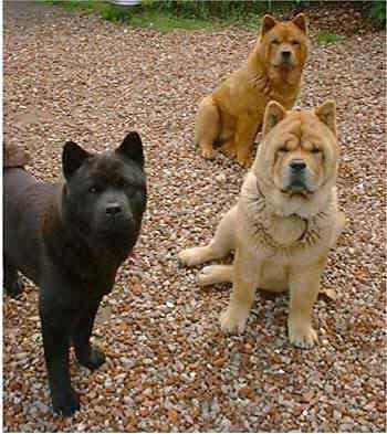 Diverse group Chow Chow