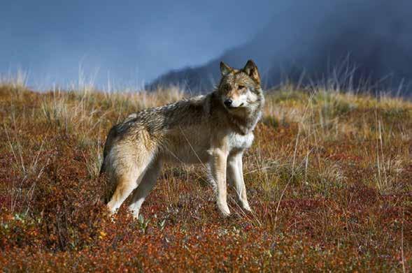 APPENDIX A Petition to Reclassify Gray Wolves as Threatened in the Conterminus United States Under the Endangered Species Act January 27, 2015 The Humane Society of the United States Center for