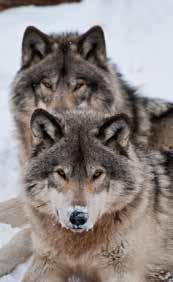 Fish and Wildlife Service from ever listing wolves under the Endangered Species Act in Minnesota, Wisconsin and Michigan.