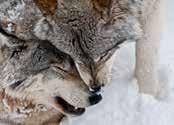 intervention by removing wolves from federal protections in the Great Lakes Region. Bill Summary HR 884: Rep. Reid Ribble, R-Wis introduced HF 884.