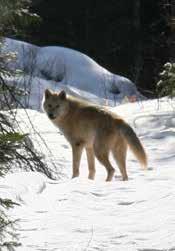 Alternative Choice, Attachment A: Support petition to USFWS to list wolves as threatened under the ESA (instead of endangered).