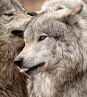 It would afford states the flexibility to remove problem wolves while continuing to provide wolves protection. Alternative Choice, Attachment B: Review and use independent scientists, J.