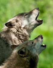 A downgrading of the classification of wolves from endangered to threatened will allow states to manage wolves that threaten livestock or present threats to human safety but will prevent the