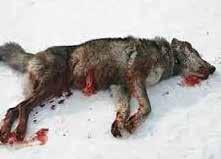 Why Vote No Facts: Why A NO Vote is Necessary to Protect the ESA, Wolves and the American Public from Politics at their Worst Historically wolves have been unjustly vilified and persecuted despite