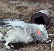 Why Vote No, continued wolves will not successfully disperse to populate appropriate habitat elsewhere and the stress of hunting may be doing irreversible damage to the species.