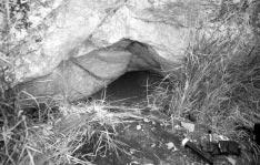 This den was used in 1996 and 1997. produce a litter, but two other Druid Peak females did (#41F and #42F), both fathered by #38M.