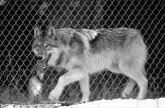 Yellowstone Wolf Project 7 William Campbell Cause of Death 16 14 12 10 8 6 4 2 0 9 7 5 Illegal Vehicle Legal 4 Wolves 7 14 Natural Unknown Figure 5. Cause of wolf mortalities from 1995 through 1997.