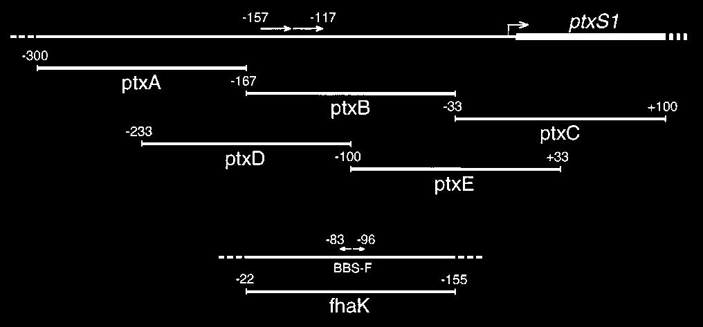 ptxs1, coding region of the S1 subunit of pertussis toxin downstream of the transcription start site (vertical arrow). hama I bvga locus as a template.