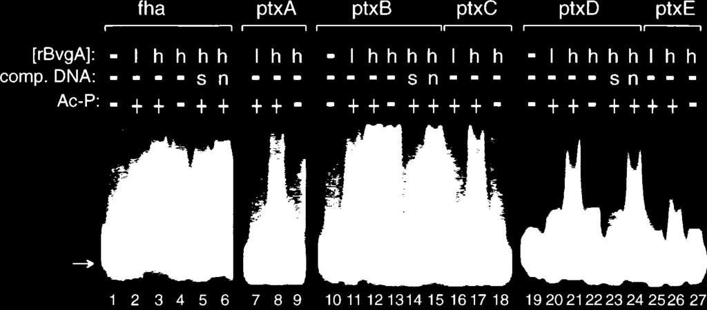 6488 BOUCHER AND STIBITZ J. BACTERIOL. FIG. 3. DNA binding activity of BvgA by gel shift analyses.