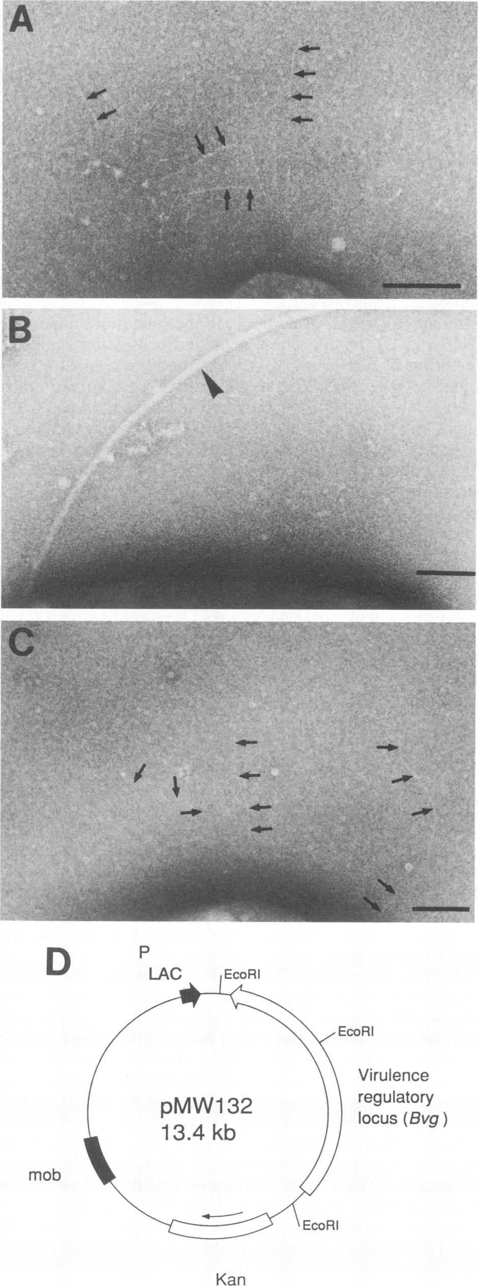 bronchiseptica ATCC 10580(pMW132) (C) is shown. Arrows indicate fimbriae, while the arrowhead indicates a flagellum. Bar, 0.1 pmr.