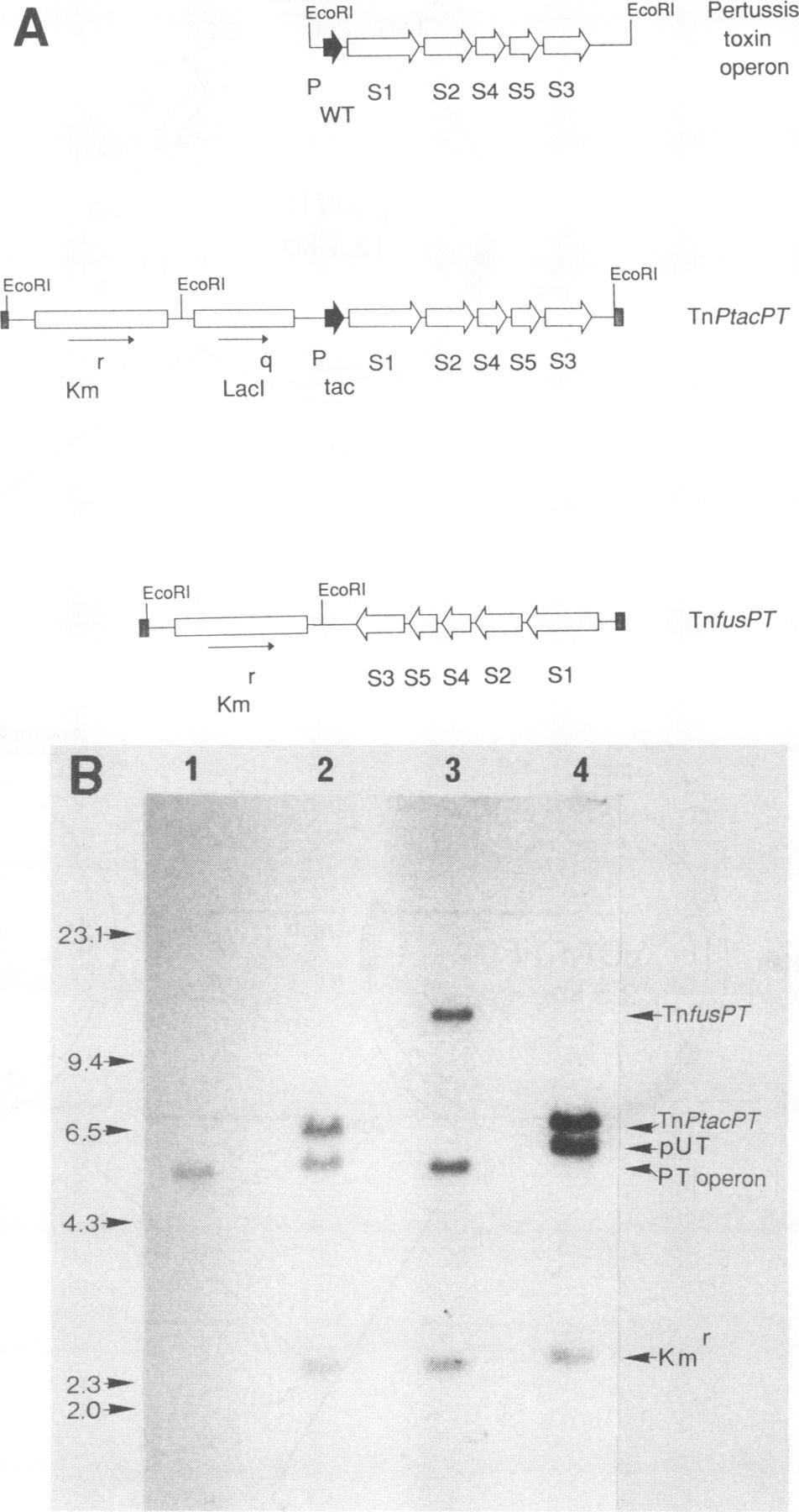 bronchiseptica ATCC 10580. Whole-cell extracts of bacteria lacking TnPtacPTI and TnfusPTI (lane 1) or containing TnPtacPTi (lane 2) or TnfusPTi (lane 3) are shown, as are extracts of B.