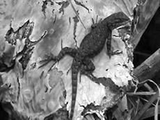 Geographic Variation in the Mating System of the Mesquite Lizard, Sceloporus grammicus Sceloporus grammicus High elevations Viviparous (livebearing) http://www.correodelmaestro.