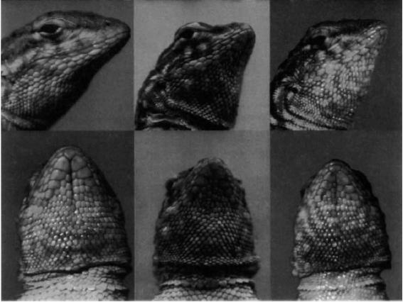 Who stores the sperm? Male lizards may store sperm in epididymides Female lizards known to have special sperm storage structures Who stores the sperm?