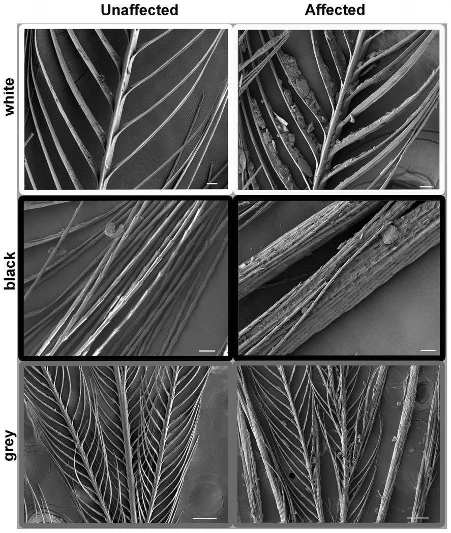 Figure 2. Feather microstructure of affected and unaffected birds.