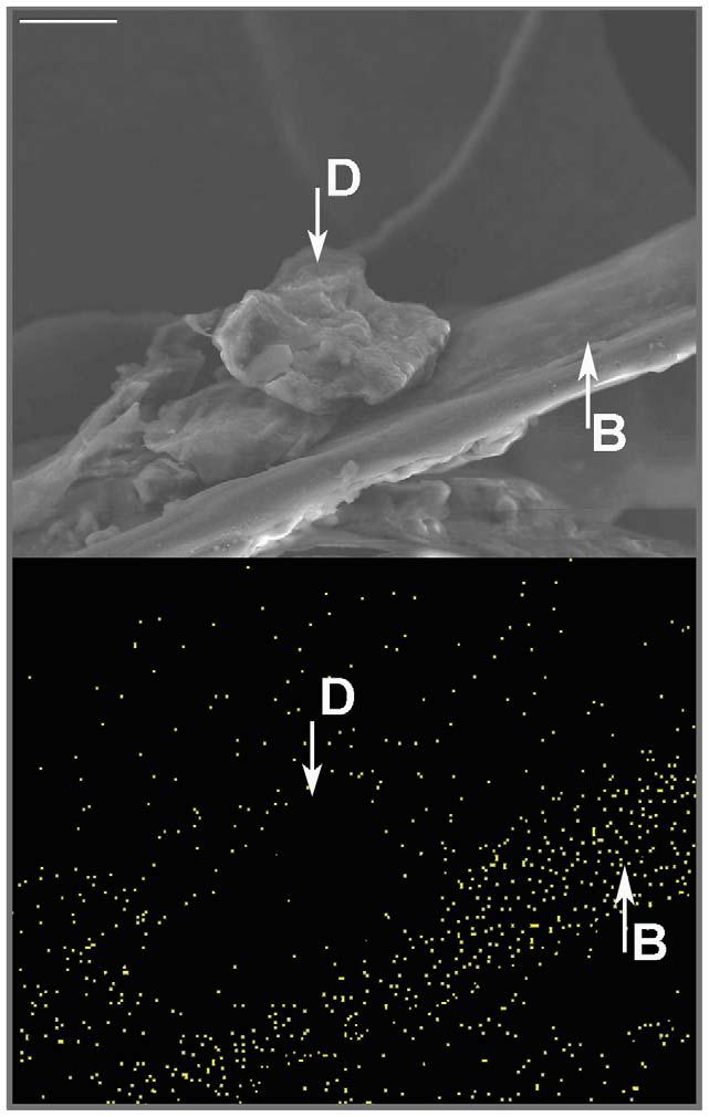 Figure 3. Soiling on black-capped chickadee feathers. Micrograph of soiled barb of a white black-capped chickadee feather (upper panel) and corresponding EDX dot map of sulfur (lower panel).