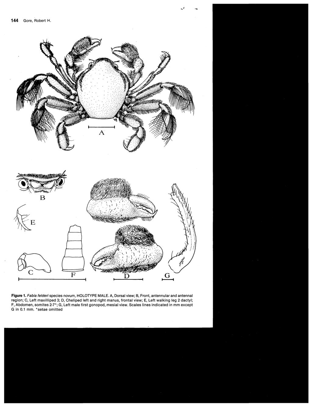 144 Gore, Robert H. A Figure 1. Fabia felderispecies novum, HOLOTYPE MALE.
