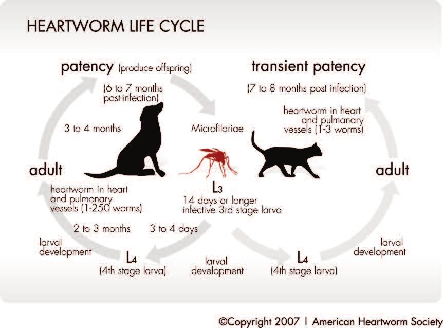 Figure 5. Life cycle of the heartworm. months for the infection to mature from microfilaria to mature adult, which may live 5 7 years.