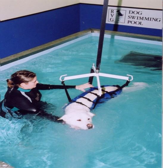 OUR HYDROTHERAPY FACILITIES For dogs using the pool after spinal injury or operation for rehabilitation, we have a hoist with sling which can safely and gently lift the dog into the pool.