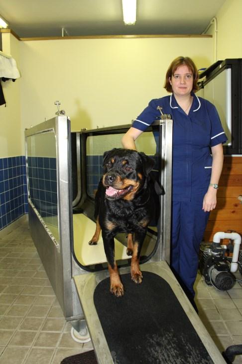 Head hydrotherapist Alison Coxon RVN, has 18yrs experience as a Veterinary Nurse and has extensive knowledge of orthopaedic procedures performed at a referral practice.