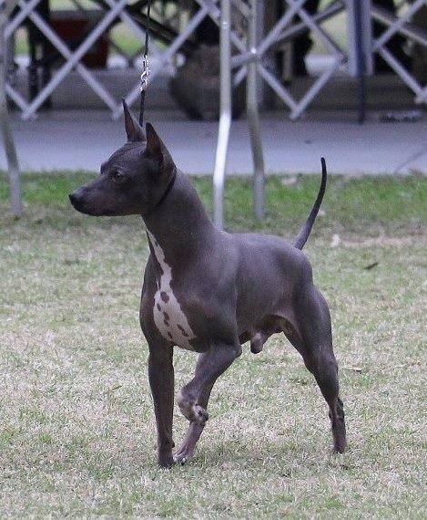 Kane is an American Hairless Terrier.