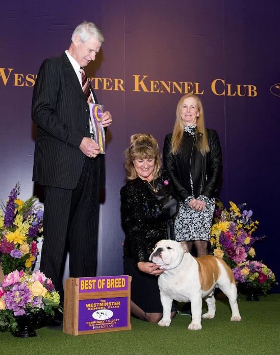 Westminster and compete in the Terrier Group there. He made breed history.