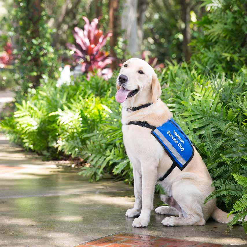 PAWS FOR PATRIOTS Dog Scholarship Supports the formal training and education of a guide dog, service dog, emotional support dog, or facility therapy dog placed with a veteran or military hospital.