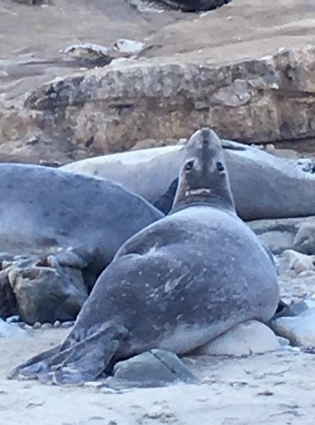 217 Elephant Seal Breeding Season Update January 27, 217 (Top) Familiar Faces: a female tagged at Año Nuevo with large shark bite scar on her back returned pregnant this week to Drakes Beach.