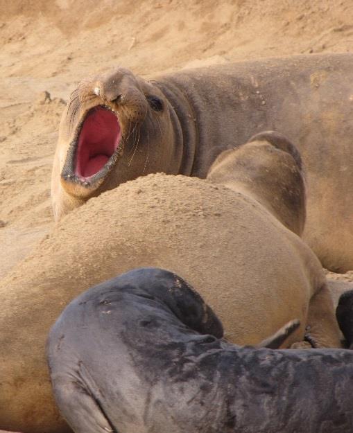 Dynamic Coastlines Cause Hardships For Seals High surf and strong storms last weekend and into the week caused difficulties for many pups in Point Reyes.