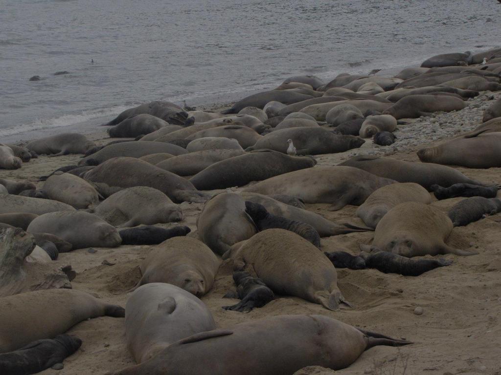 No. Seals TOTAL SEAL COUNT 2 18 16 1 12 1 8 6 2 Seals