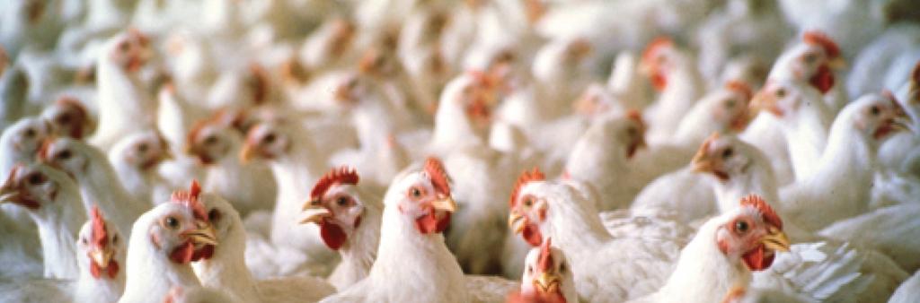 Content pages INTRODUCTION 3 1. FOREIGN MARKET 4 1.1 World market of poultry meat 4 1.2 World consumption of poultry meat 5 1.3 Prognosis for exports and imports 6 1.