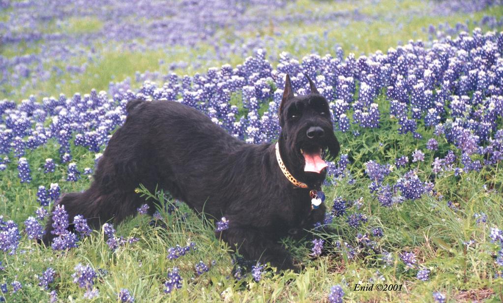 GSCA E NEWSLETTER Celebrating 52 years of the GSCA Giant Schnauzer Club of America, Inc. is a member club of the AKC. Editor: Robyn Elliott ilovegiants@hotmail.