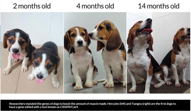 Gene editing creates buff beagles Test shows gene-editing tool works in dogs but not efficiently BY TINA HESMAN SAEY A pair of buff beagles may have the edge in doggy body-building contests.
