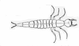 VIII. Evolution Game Tags Dysticid Larva