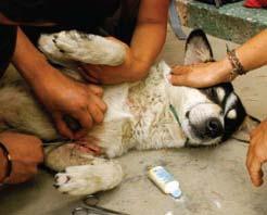 scabs and lesions. And every day, she felt the need to help. Bringmann began by feeding the dogs rice and meat. Friends visiting from Germany saw the work she was doing and wanted to help.