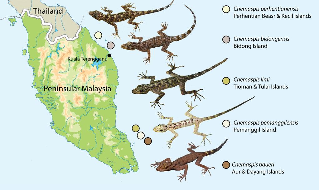 FIGURE 1. Distribution of the endemic insular species of Cnemaspis on archipelagos off the east coast of Peninsular Malaysia.
