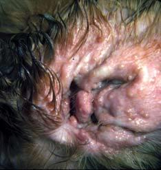 A dermatosis resembling juvenile cellulitis has been reported in a two-year-old dog 12).