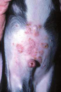 Ulcerated subcutaneous nodules (panniculitis) over trunk. Fig. 6. Same dog as in Figure 5. Erythematous papules and plaques in perineal area.