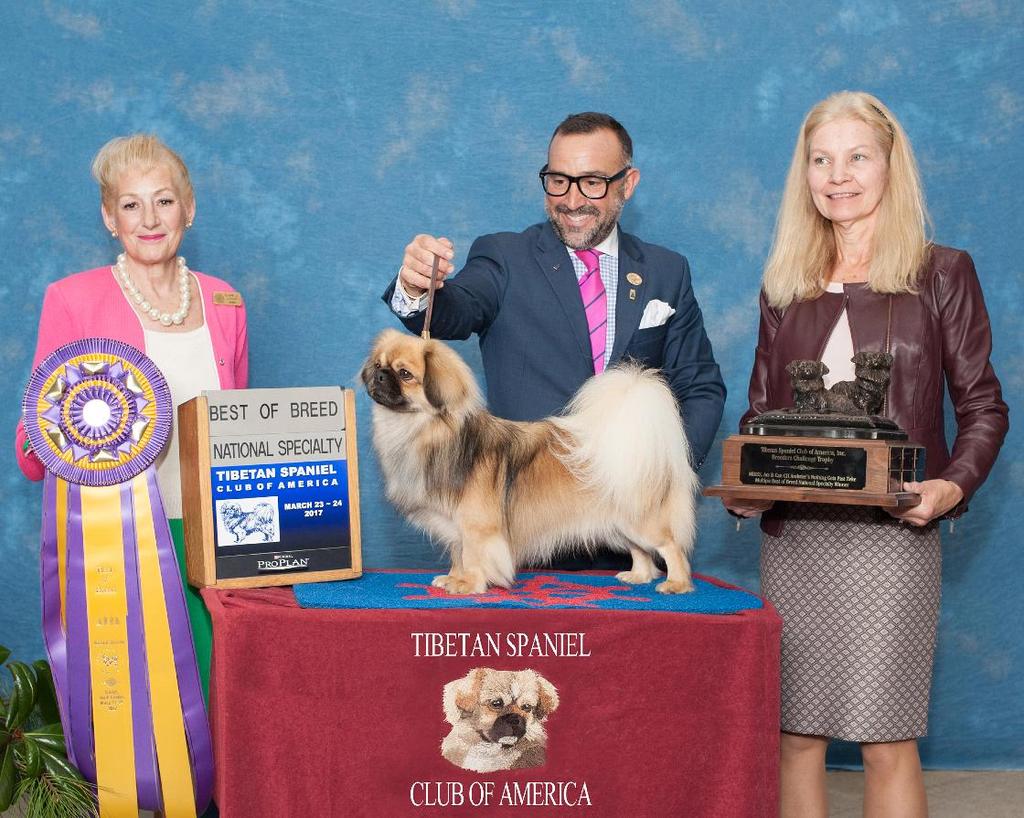 In 2017, so far, Manu won the breed at Westminster, as well as 11 Group 1s, another Reserve Best in Show, and, of course, the TSCA National Specialty under Judge Mrs. Elaine Lessig.