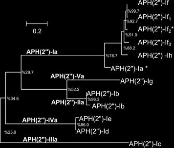 Percentage of Amino Acid Identity in the APH(2 ) Family *Bifunctional AAC/APH,