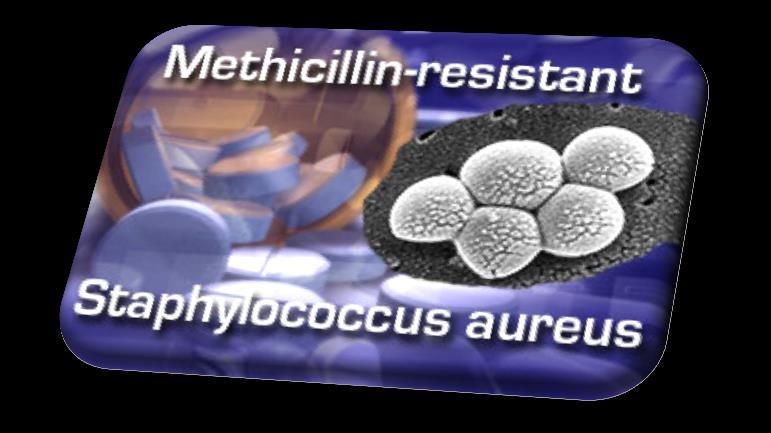 What is it? Methicillin Resistant Staphylococcus Aureus or MRSA (often called Mersa) is a bacteria that causes infections in humans.