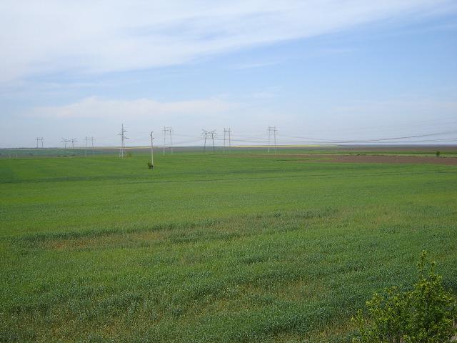 Virtually single alfalfa fields were found in both areas of survey Losses of eggs and chicks Collection of non-flying juveniles is possible (one reported case in the Danubean Plain, although it is