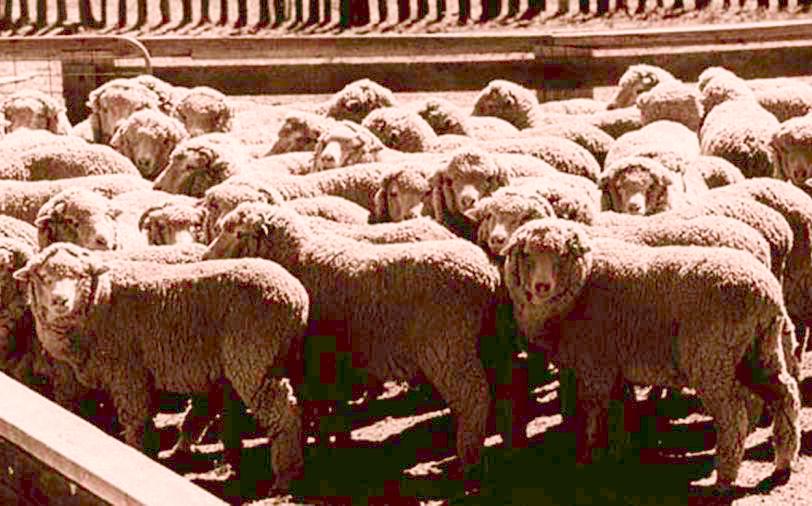 Merino wethers hoggets, ready for the mutton market Commercial breeders can attend a breeding and selection workshop run by State Departments of Agriculture.