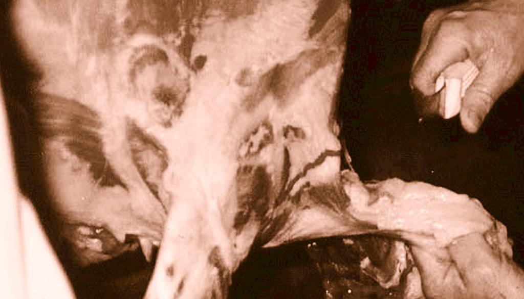 Appendix 5 Cheesy gland (CLA) How CLA spreads Shearing. The majority of infection occurs through shearing cuts.