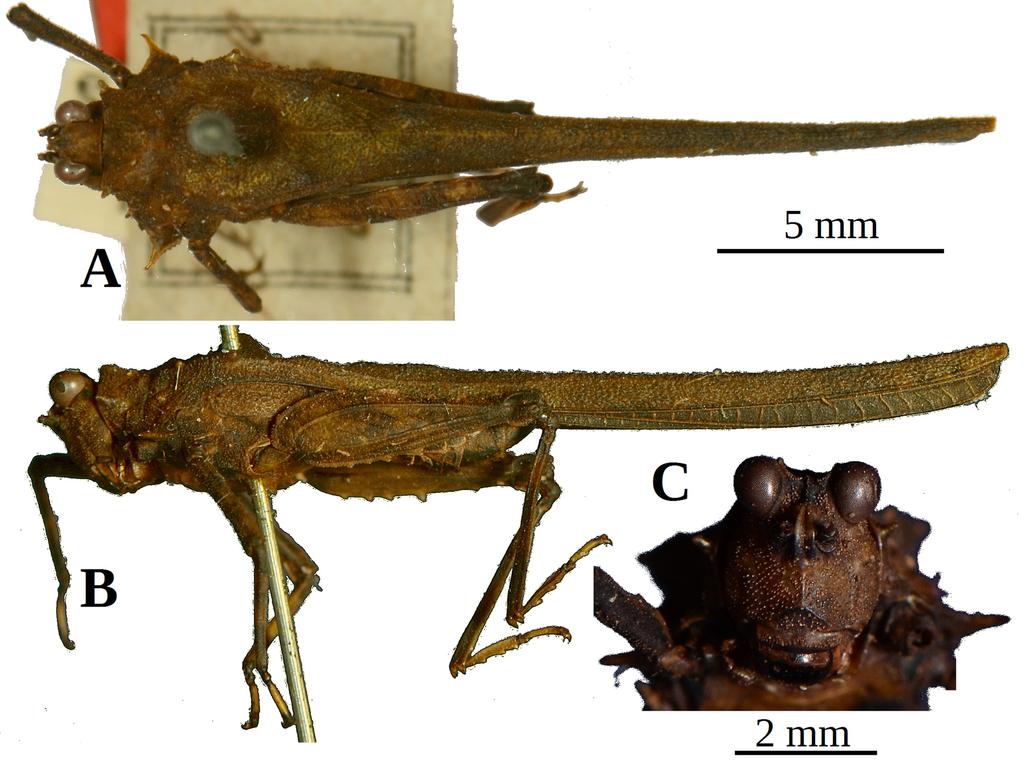 FIGURE 4. Scelimena marta sp. nov. male paratype (PT1), habitus in dorsal (A) and lateral view (B), and anterior half of the body in lateral view (C). Scale bars of A and B 5 mm, of C 2 mm.