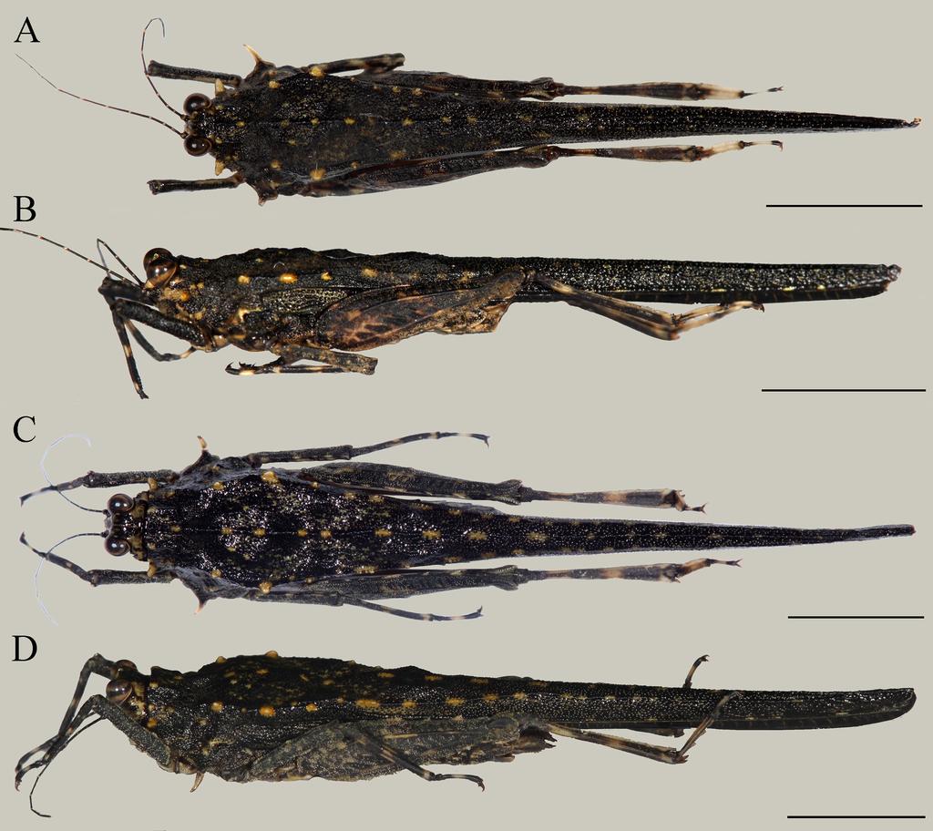 FIGURE 1. Scelimena gombakensis sp. nov. habitus in lateral (A, B) and dorsal (C, D) views; male holotype (A, C), female paratype (B, D). Scale bars = 5 mm. Photographs by Ming Kai Tan. Diagnosis.