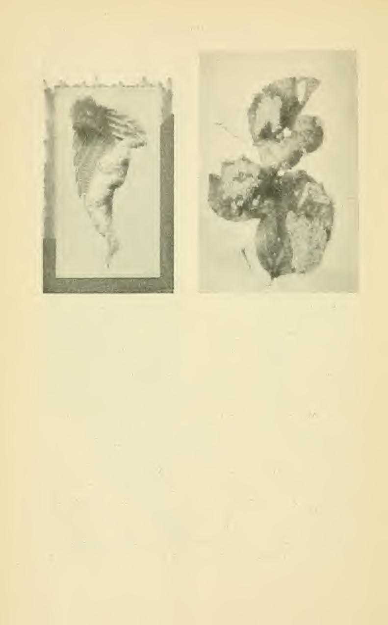 112 THE BROWN-TAIL MOTH Fig. 6. Elm leaf curled by aphis. (From Weed.) Fig. 7. Eggs of Rusty Tussock Moth. whose eye is not trained to detecting the brown-tail webs.