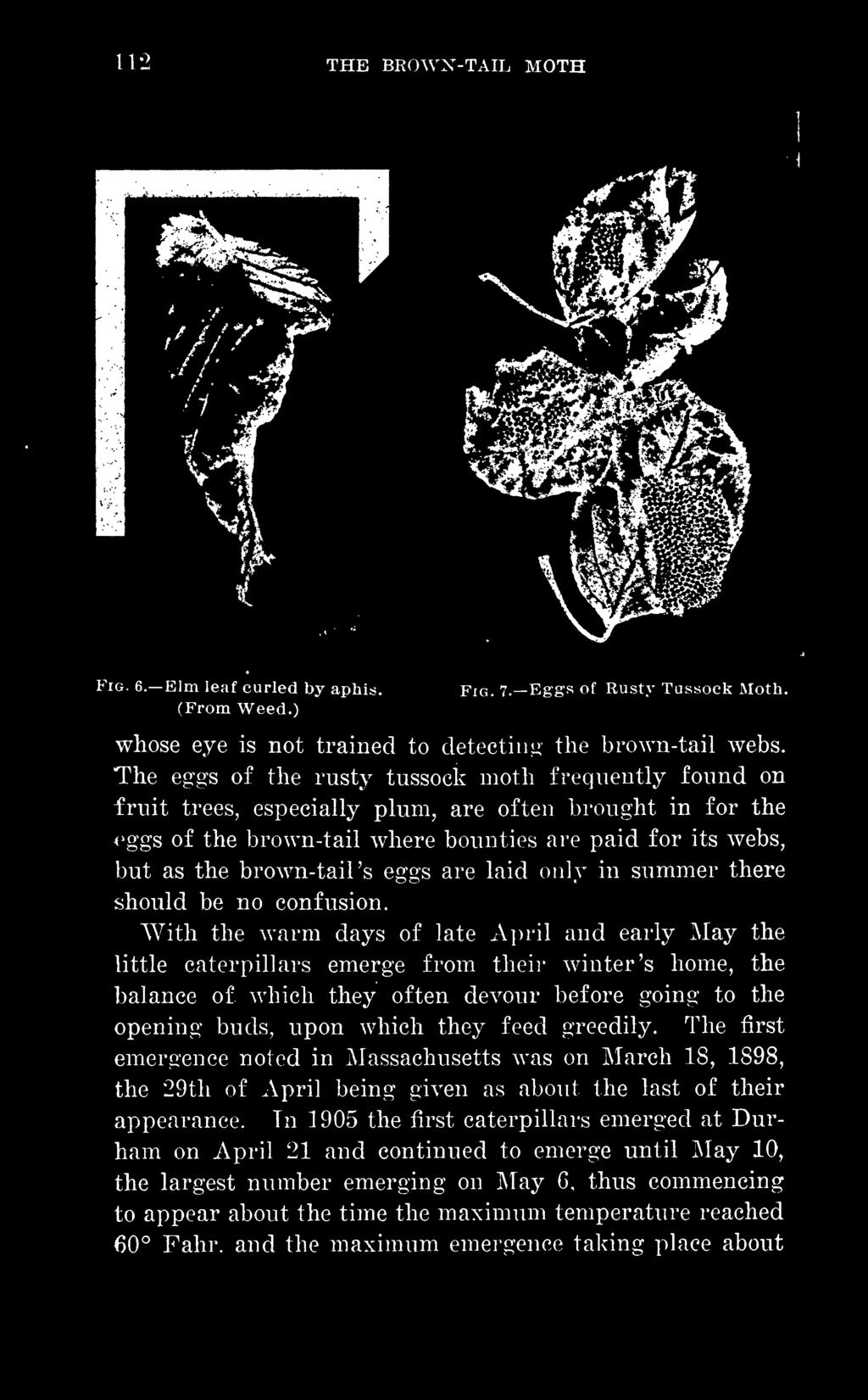 buds, upon which they feed greedily. The first emergence noted in Massachusetts was on March 18, 1898, the 29th of April being given as about the last of their appearance.